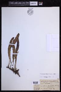 Elaphoglossum wawrae image