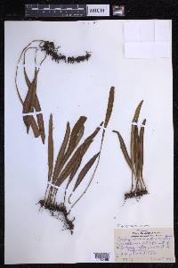 Elaphoglossum wawrae image