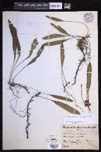 Elaphoglossum wawrae image