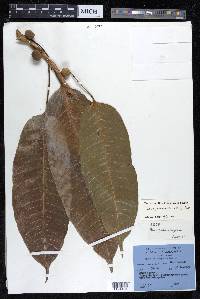 Ficus paraensis image