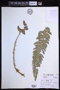 Polystichum hillebrandii image