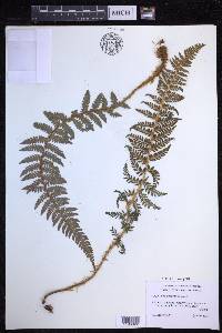 Polystichum haleakalense image