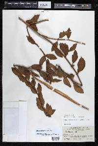 Aeschynanthus pulcher image