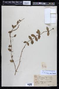 Aeschynanthus radicans image