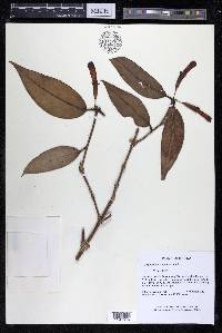 Aeschynanthus magnificus image