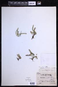 Mycopteris subtilis image
