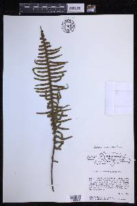 Pecluma camptophyllaria image