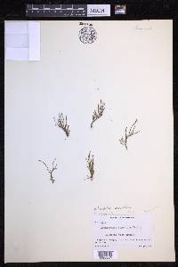 Xiphopteris serrulata image