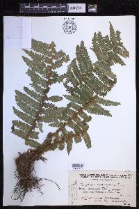 Dryopteris crassirhizoma image