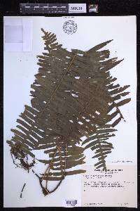 Serpocaulon loriciforme image
