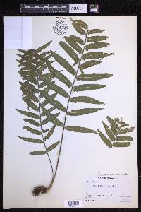 Serpocaulon dissimile image