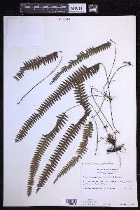 Terpsichore asplenifolia image