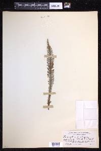 Prosaptia contigua image