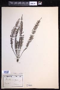 Prosaptia contigua image