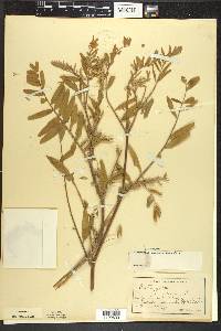 Astragalus canadensis image