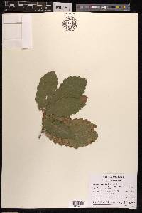 Quercus canariensis image