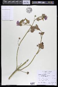 Lavatera trimestris image