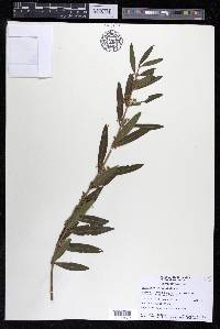 Phillyrea angustifolia image