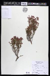 Erica umbellata image