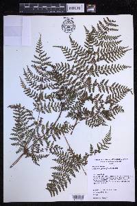 Dryopteris glabra image