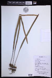 Pyrrosia longifolia image
