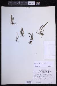 Stenogrammitis delitescens image