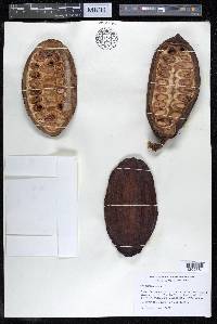 Theobroma cacao image