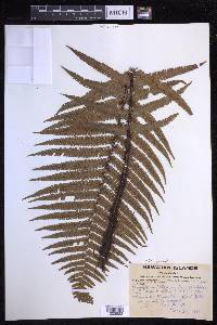 Dryopteris fuscoatra image