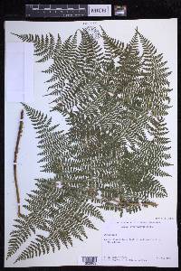 Dryopteris glabra image