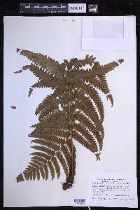 Dryopteris fuscoatra image