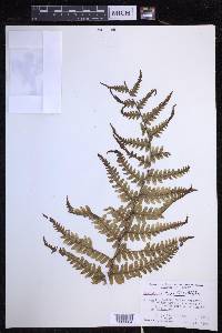 Dryopteris fuscoatra image