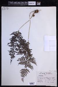 Dryopteris glabra image