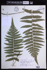 Dryopteris fuscoatra image