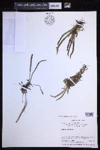 Moranopteris serricula image