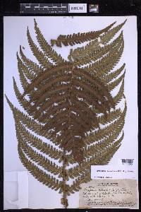 Dryopteris fuscoatra image