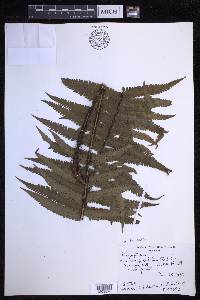 Dryopteris fuscoatra image