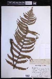 Dryopteris fuscoatra image