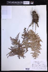 Dryopteris glabra image