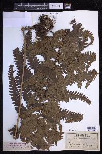 Dryopteris fuscoatra image