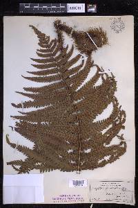 Dryopteris fuscoatra image