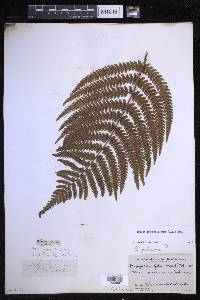 Dryopteris fuscoatra image