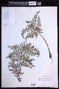 Dryopteris alboviridis image