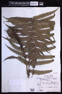 Dryopteris fuscoatra image