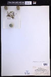 Xiphopteris serrulata image