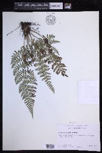 Dryopteris alboviridis image