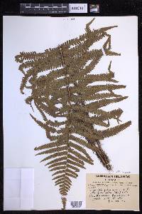 Dryopteris fuscoatra image