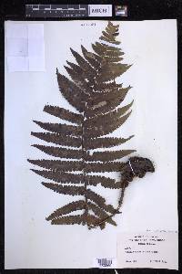 Dryopteris fuscoatra image