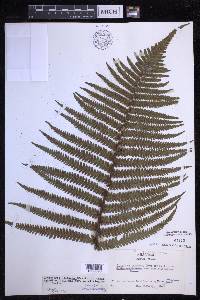 Dryopteris fuscoatra image