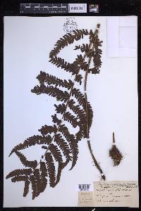 Dryopteris fuscoatra image