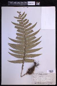 Dryopteris fuscoatra image